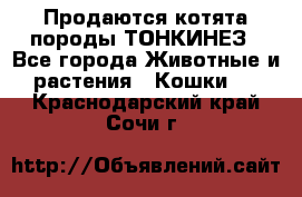 Продаются котята породы ТОНКИНЕЗ - Все города Животные и растения » Кошки   . Краснодарский край,Сочи г.